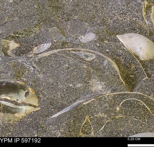Limopsis striatopunctatus