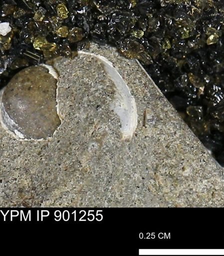 undet. Mollusca