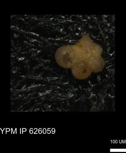 Rotaliida