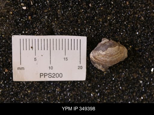 Limopsis striatopunctatus