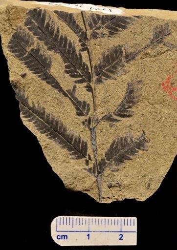Calcaropteris boeselii