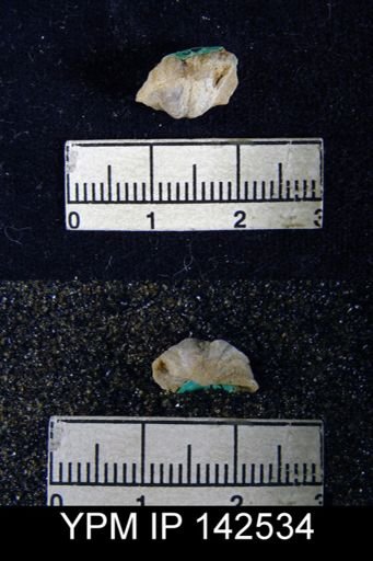 Chonetes (Waagenites) squamulifera