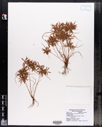 Cyperus filicinus