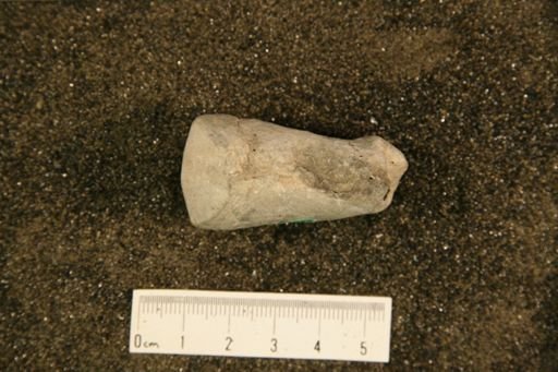 Beloitoceras percurvatum