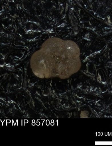 undet. Foraminiferida