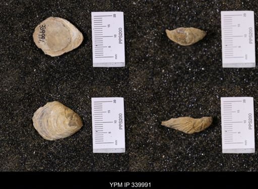 Ostrea soleniscus
