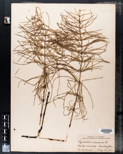Equisetum arvense