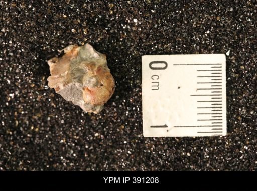 Scaphitidae