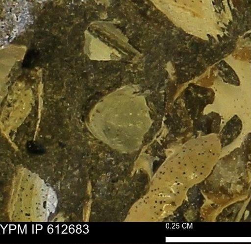undet. Bivalvia