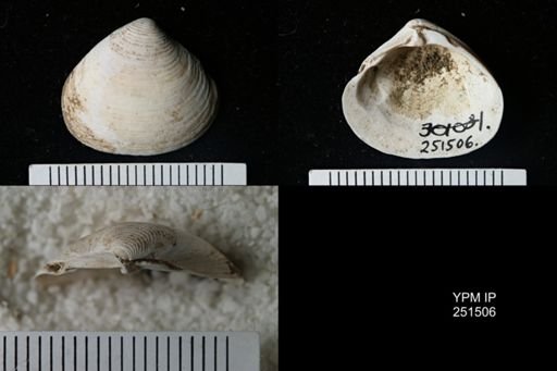 Astarte borealis