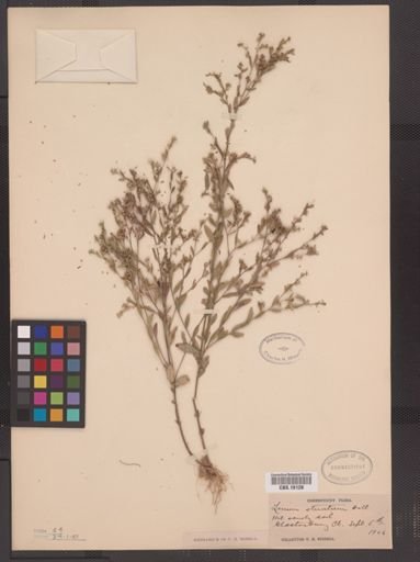 Linum striatum