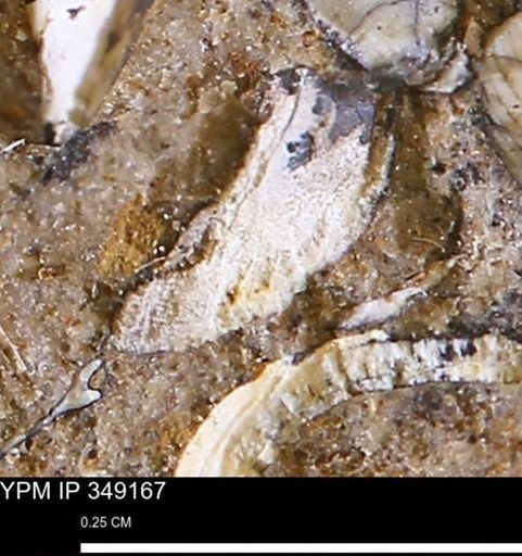 undet. Bivalvia