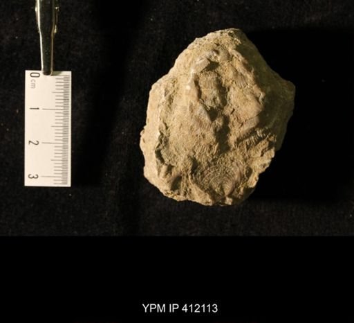 Echinoconchus sp.