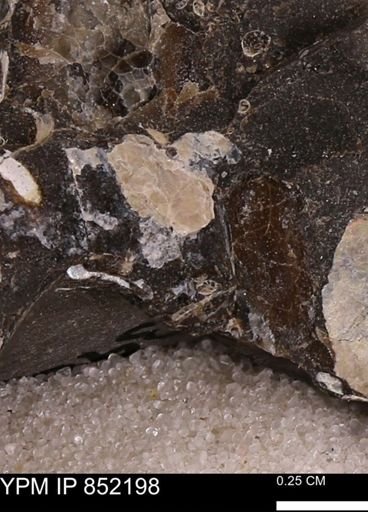undet. Bivalvia