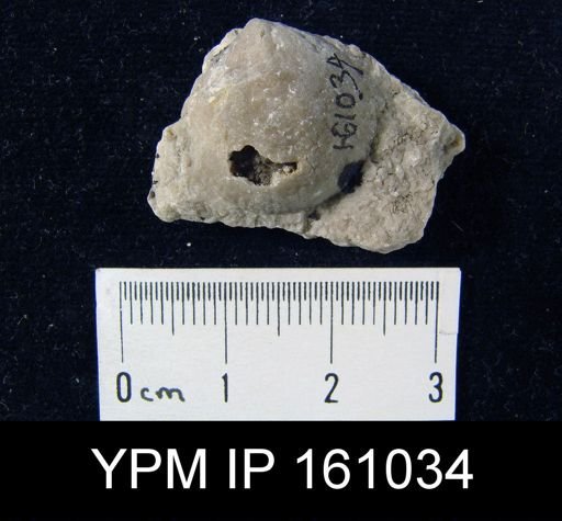 Atrypa reticularis