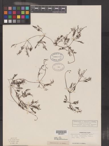 Utricularia purpurea