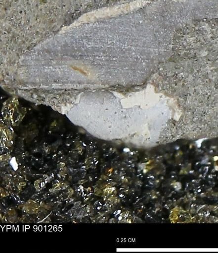 undet. Mollusca