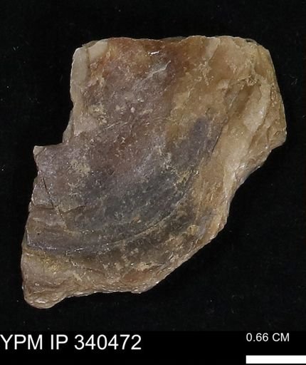 Ostrea glabra