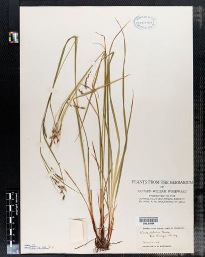 Carex debilis