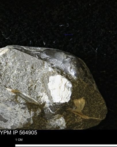 undet. Bivalvia