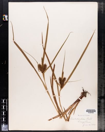 Carex lurida