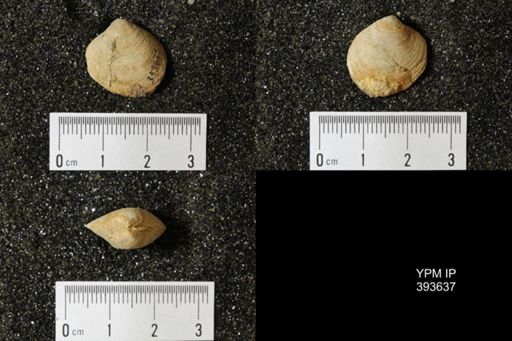 Corbicula?
