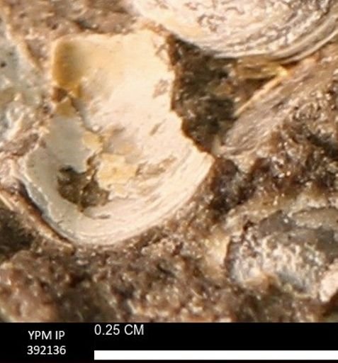 Protocardia sp.