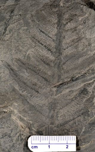 Pecopteris sp.