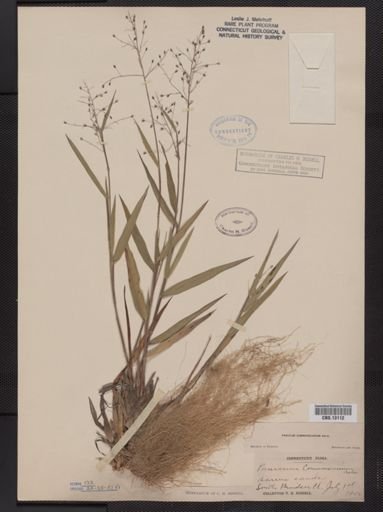 Panicum commonsianum addisonii