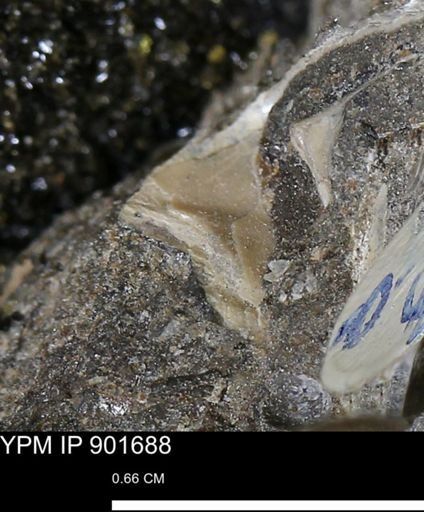 Inoceramus sp.