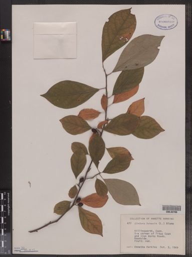 Lindera benzoin