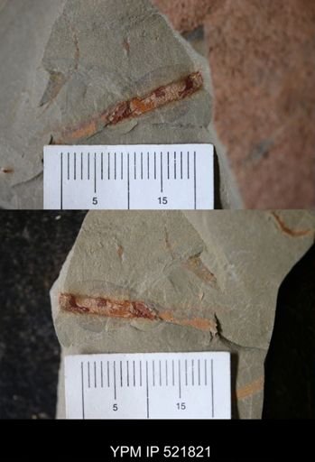 undet. Ichnofossil