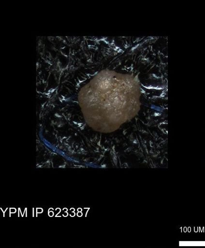undet. Foraminiferida