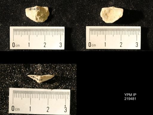 Chonetes granulifer