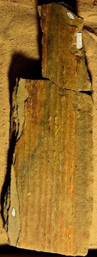Sigillaria sp.