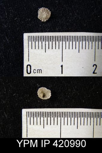 Crania sp.