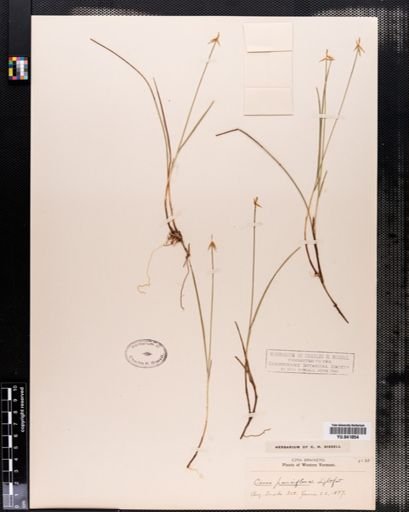 Carex pauciflora