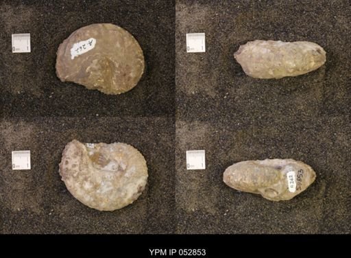 Discoscaphites gulosus