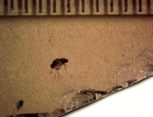 undet. Diptera