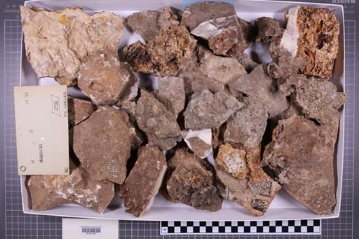 mixed taxa, stratigraphic collection