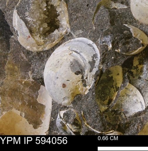 Limopsis? striatopunctatus