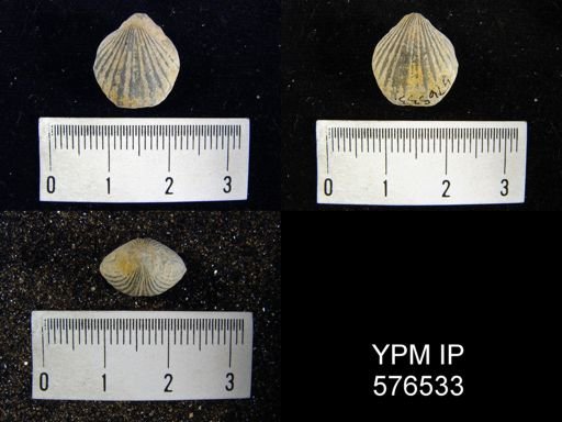 Homeospira sp.