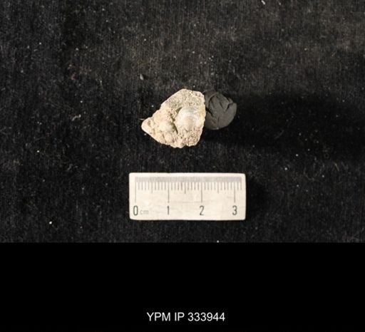 Echinoconchus biseriatus