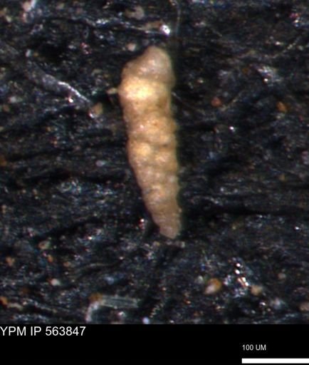 Verneuilinoides kansasensis