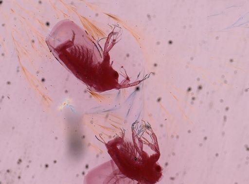 Cladocera