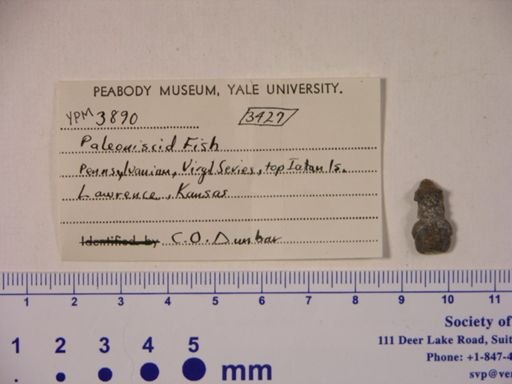 Palaeoniscidae