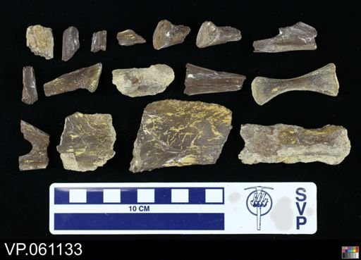 undet. Mosasauridae