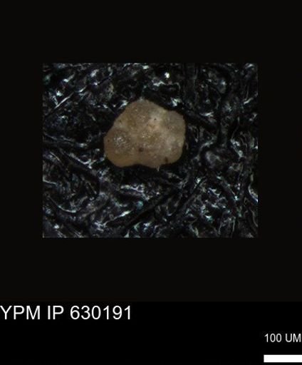 undet. Foraminiferida