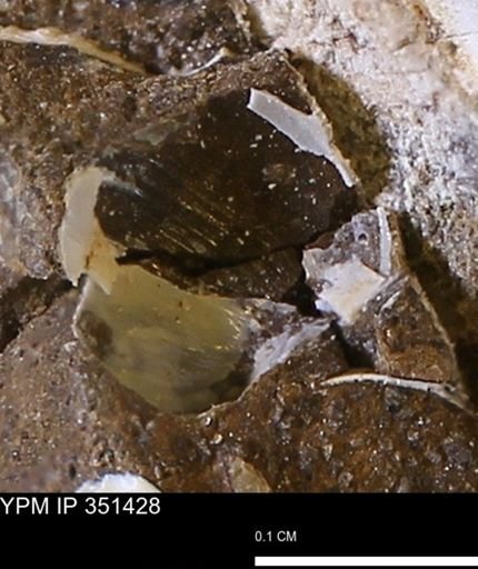 undet. Mollusca