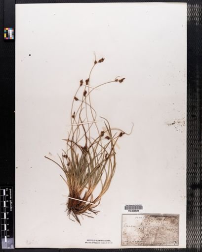 Carex nigromarginata